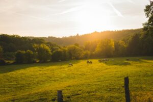 Week-end bien-être en Belgique : comment déconnecter totalement au cœur de l’Ardenne ?
