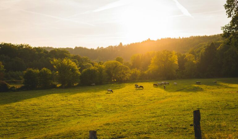 ardennes