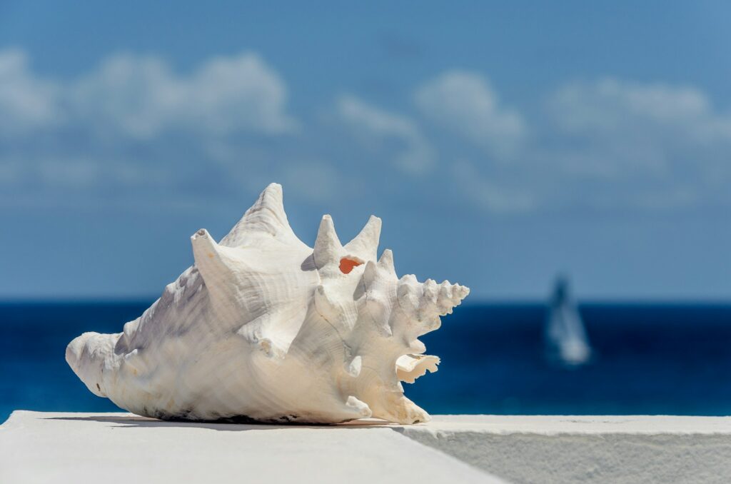 coquillage-conque-caraibes